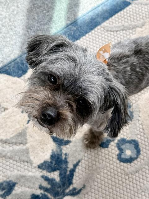 Enlarge Beau, a Adoptable mixed breed in Grand Rapids, MI image 4/4