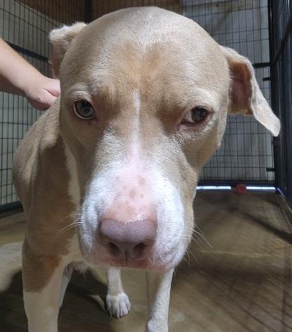 Enlarge UMA, a Adoptable Mixed Breed in Jackson, GA image 1/1