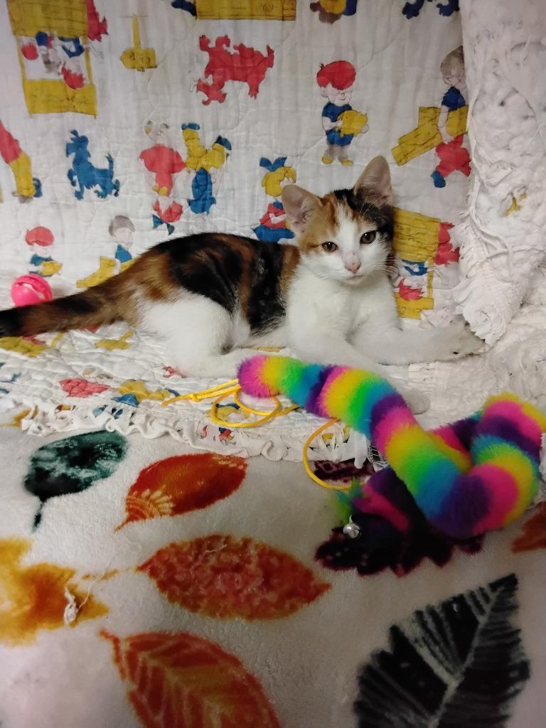 Mujigae, Adopted, Kitten Female Domestic Short Hair.