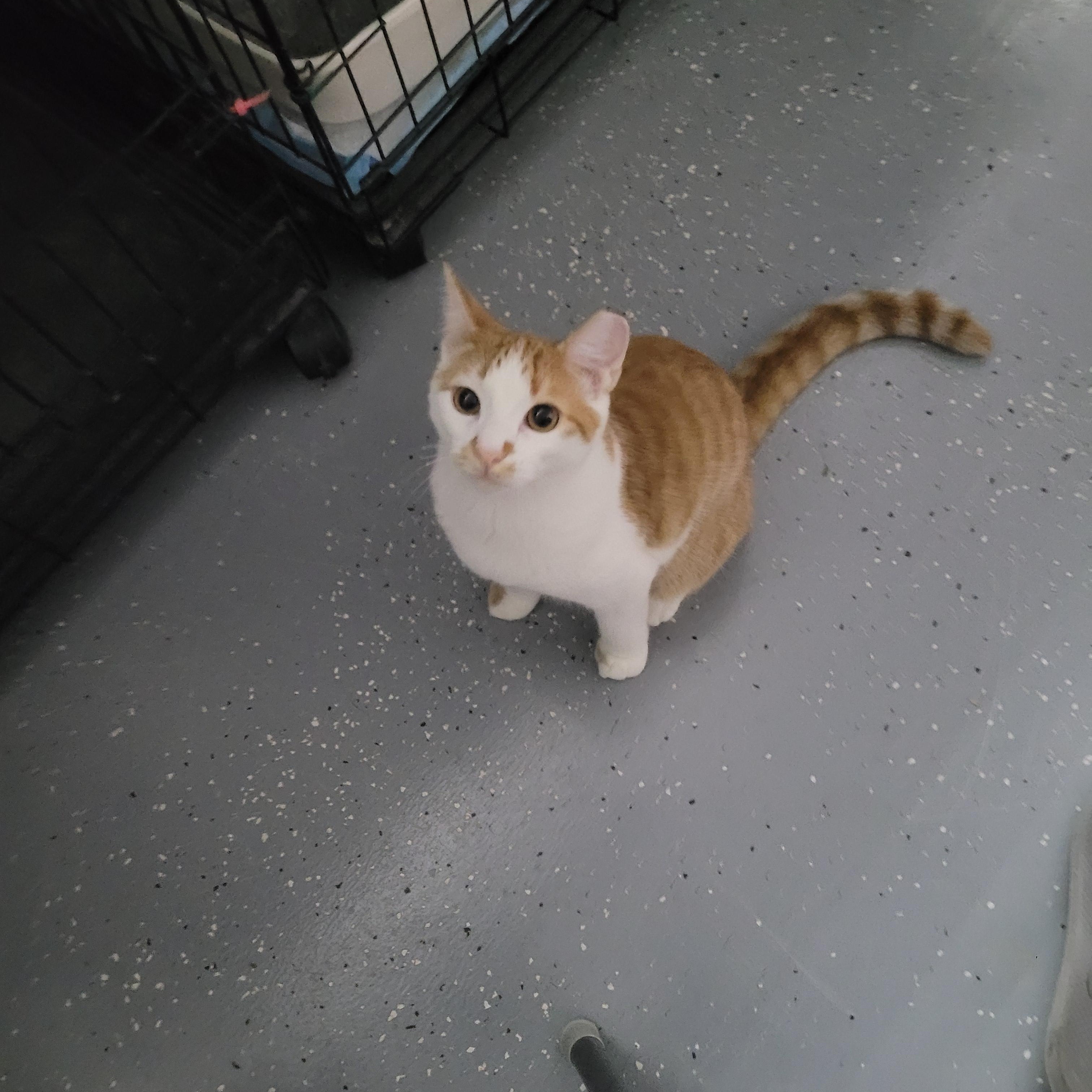 Clementine, Adoptable, Young Female American Shorthair.