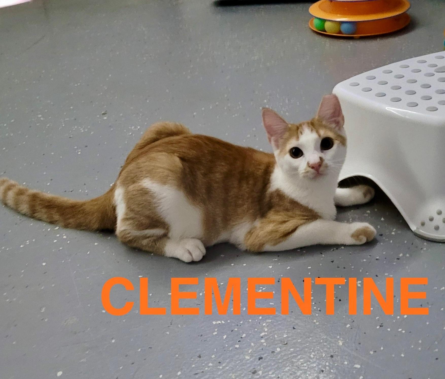 Clementine
