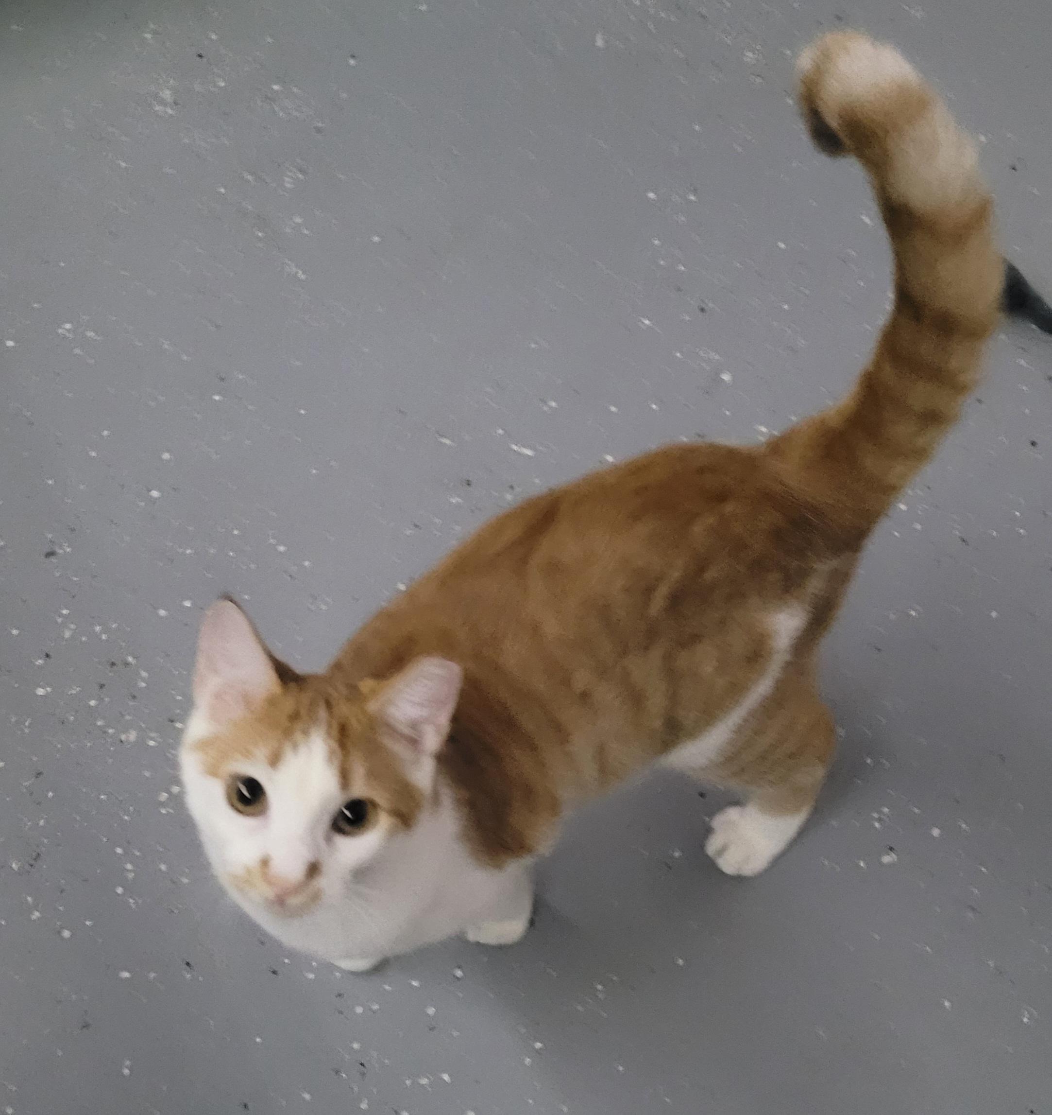 Clementine, a Adoptable American Shorthair in Mount Pleasant, SC image 3/3