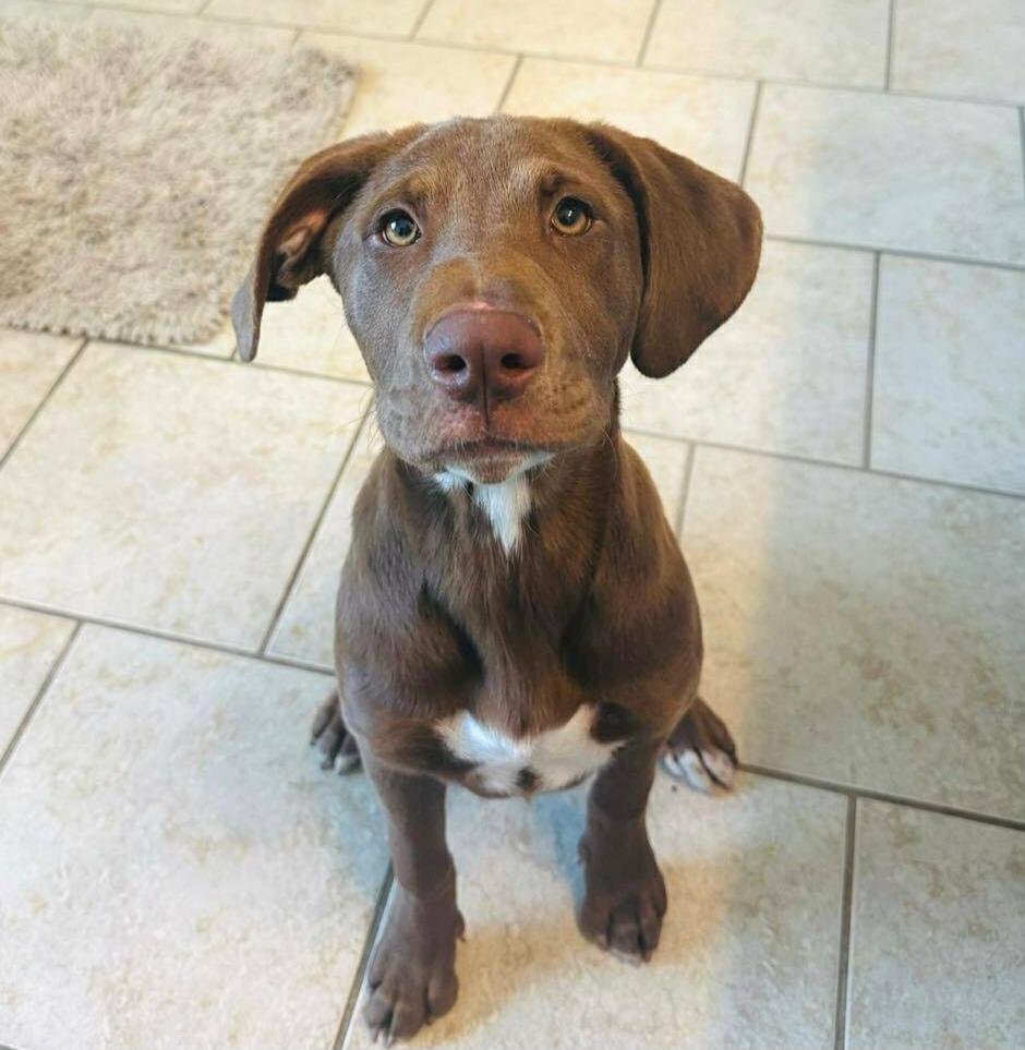 Coco, adopted, Puppy Female Chocolate Labrador Retriever & Coonhound.