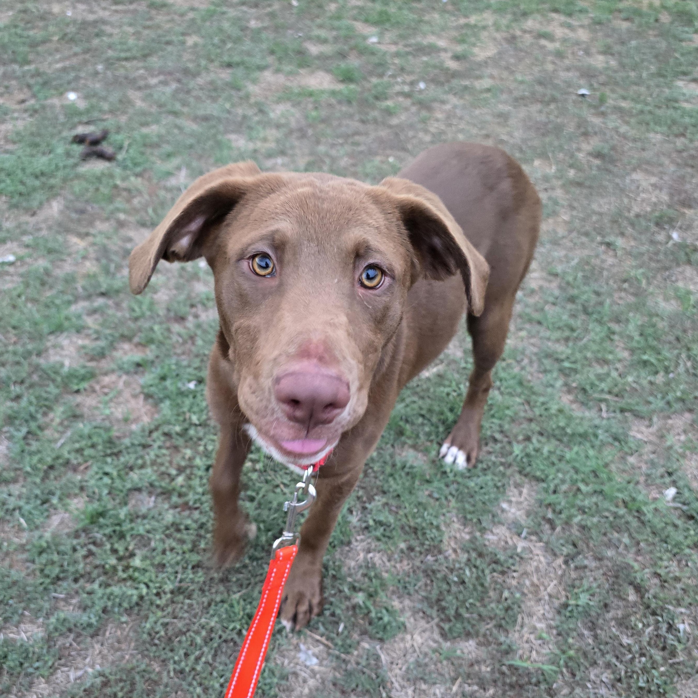 Enlarge Coco, an adopted mixed breed in Burnsville, MN image 2/6