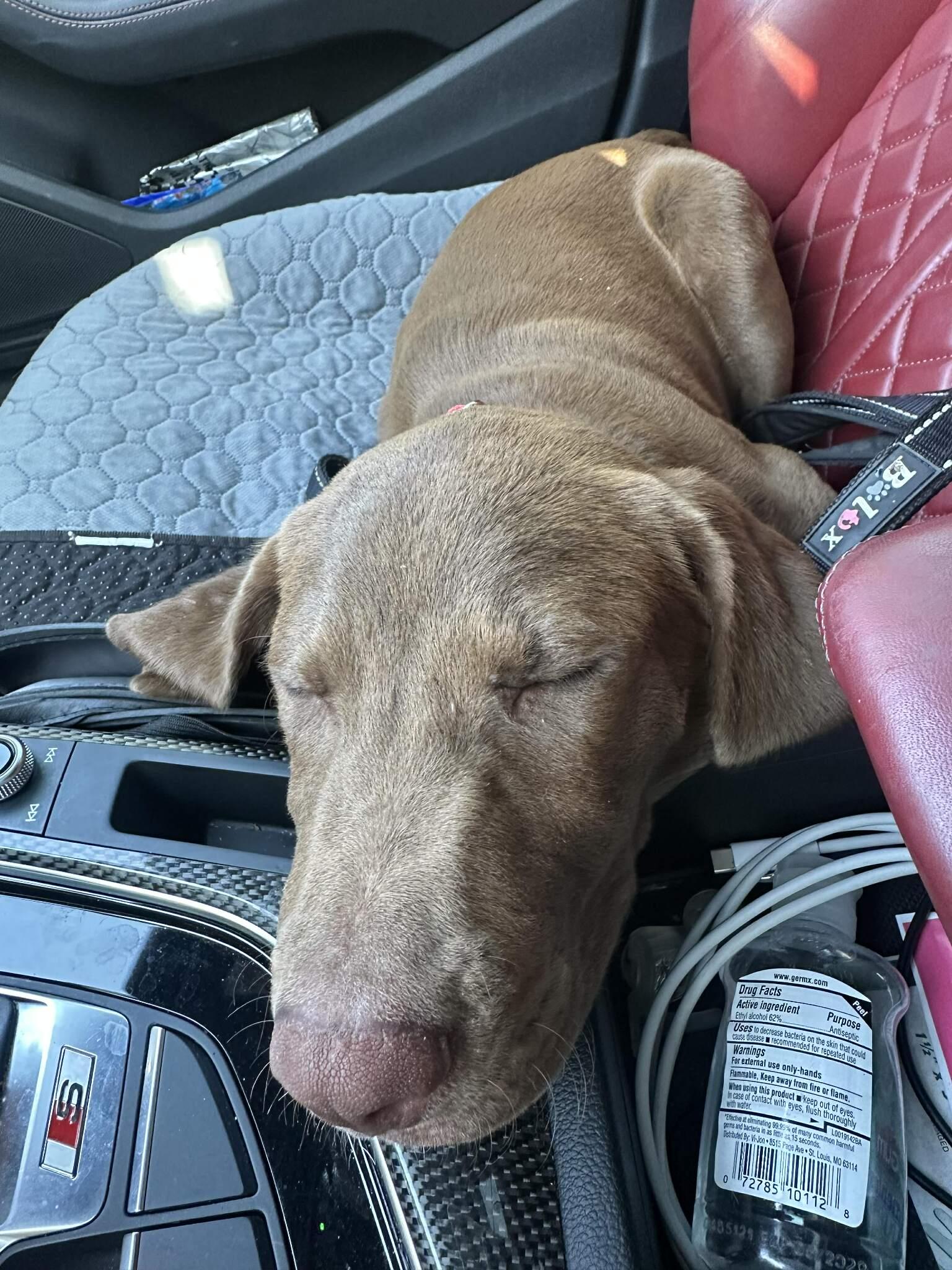 Enlarge Coco, an adopted mixed breed in Burnsville, MN image 5/6