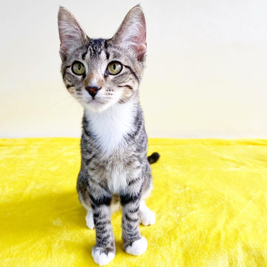 Enlarge ELI, a Adoptable Domestic Short Hair in Flint, TX image 3/5