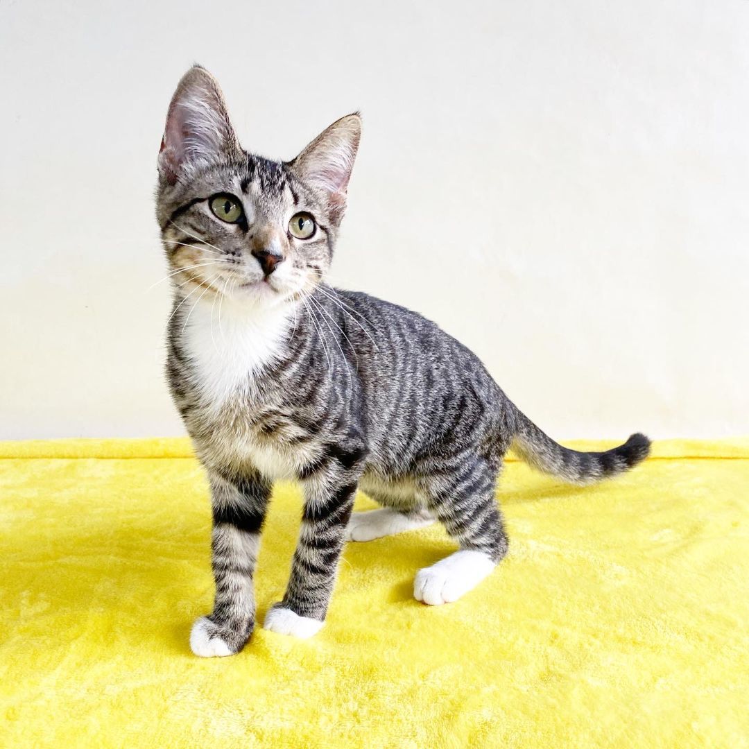 Enlarge ELI, a Adoptable Domestic Short Hair in Flint, TX image 4/5