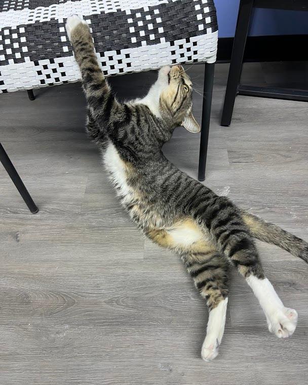 Enlarge ELI, a Adoptable Domestic Short Hair in Flint, TX image 2/5