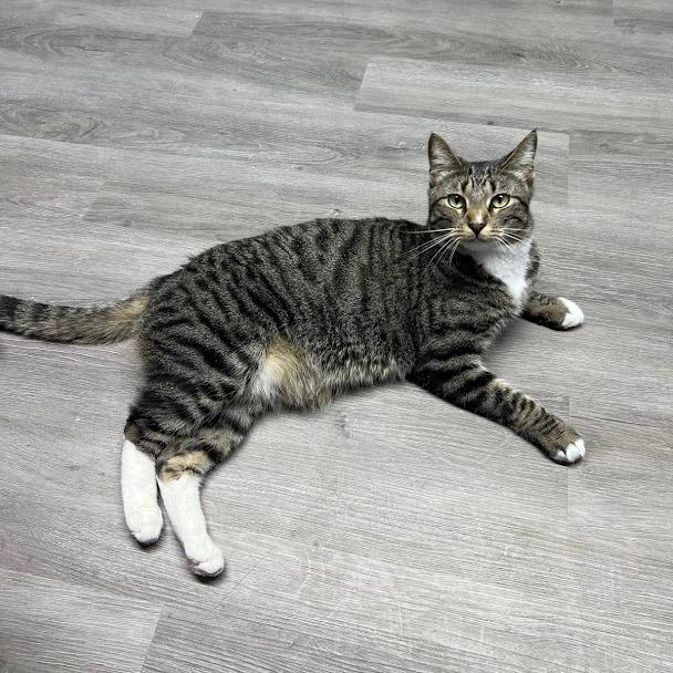 ELI, Adoptable, Adult Male Domestic Short Hair.