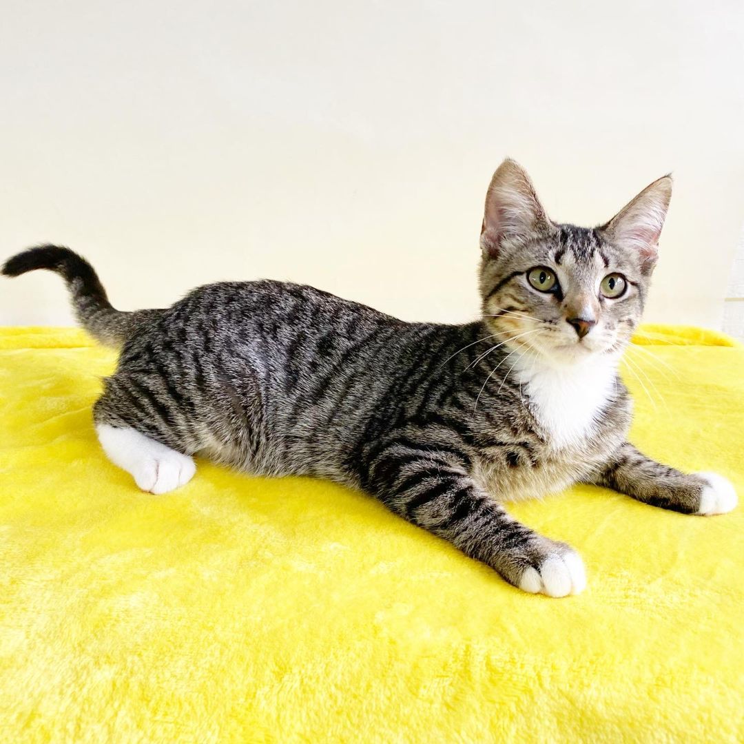 Enlarge ELI, a Adoptable Domestic Short Hair in Flint, TX image 5/5