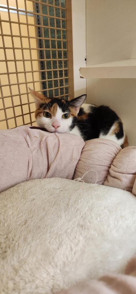 Enlarge Blaze, a Adopted mixed breed in Tampa, FL image 1/1