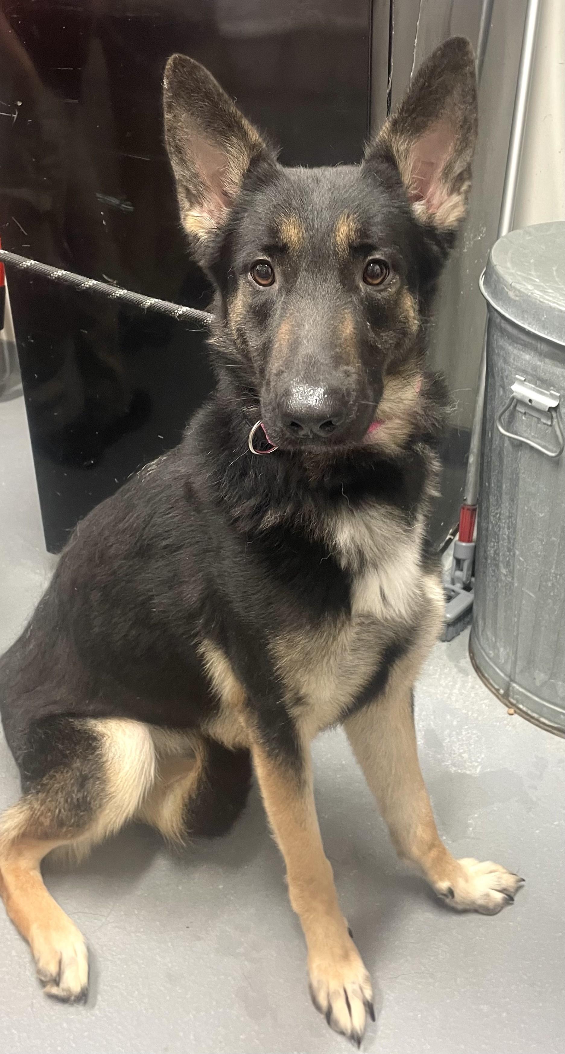 Zero, adopted, Young Female German Shepherd Dog.