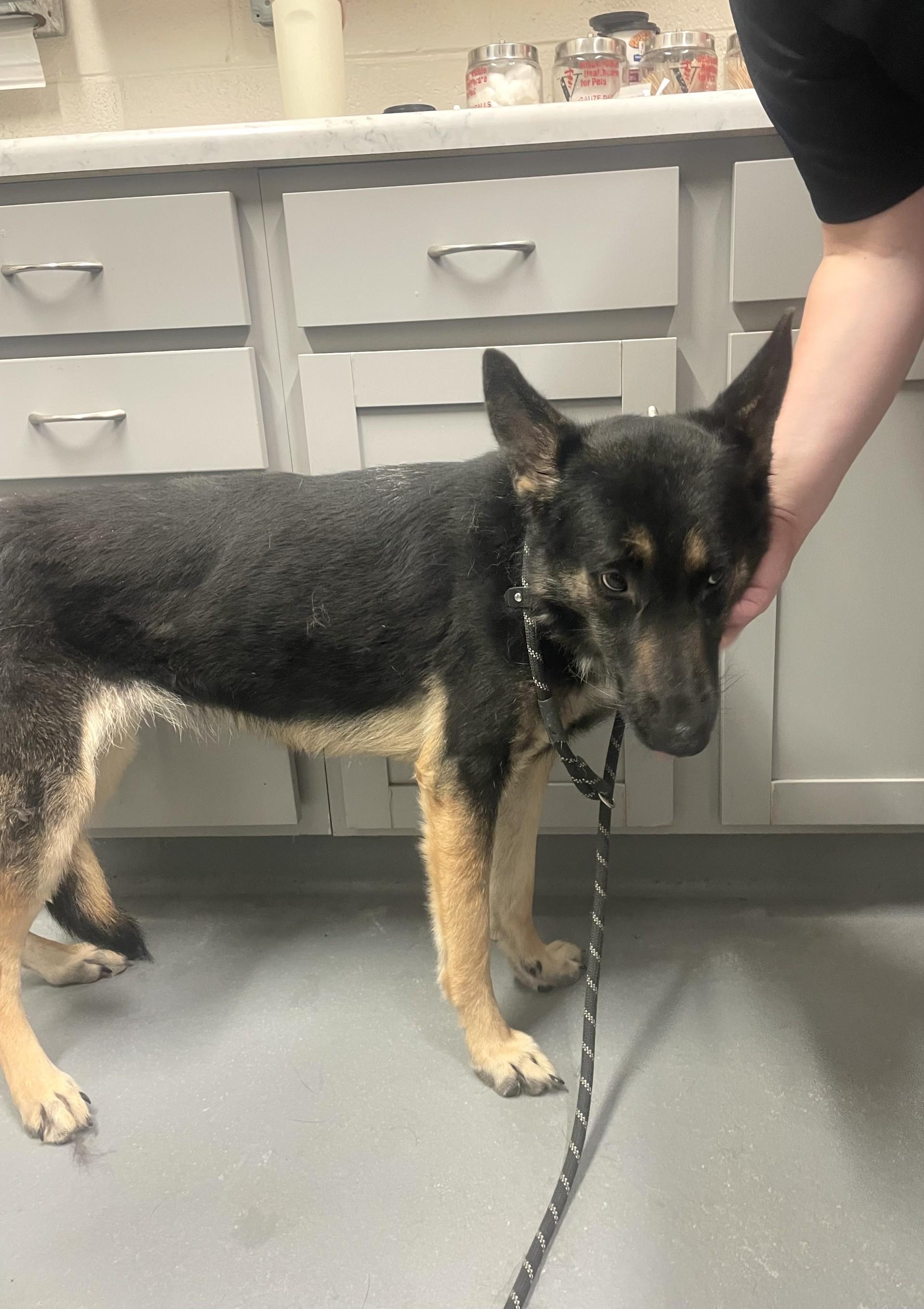 Zero, an adopted German Shepherd Dog in Ashland, VA image 2/2