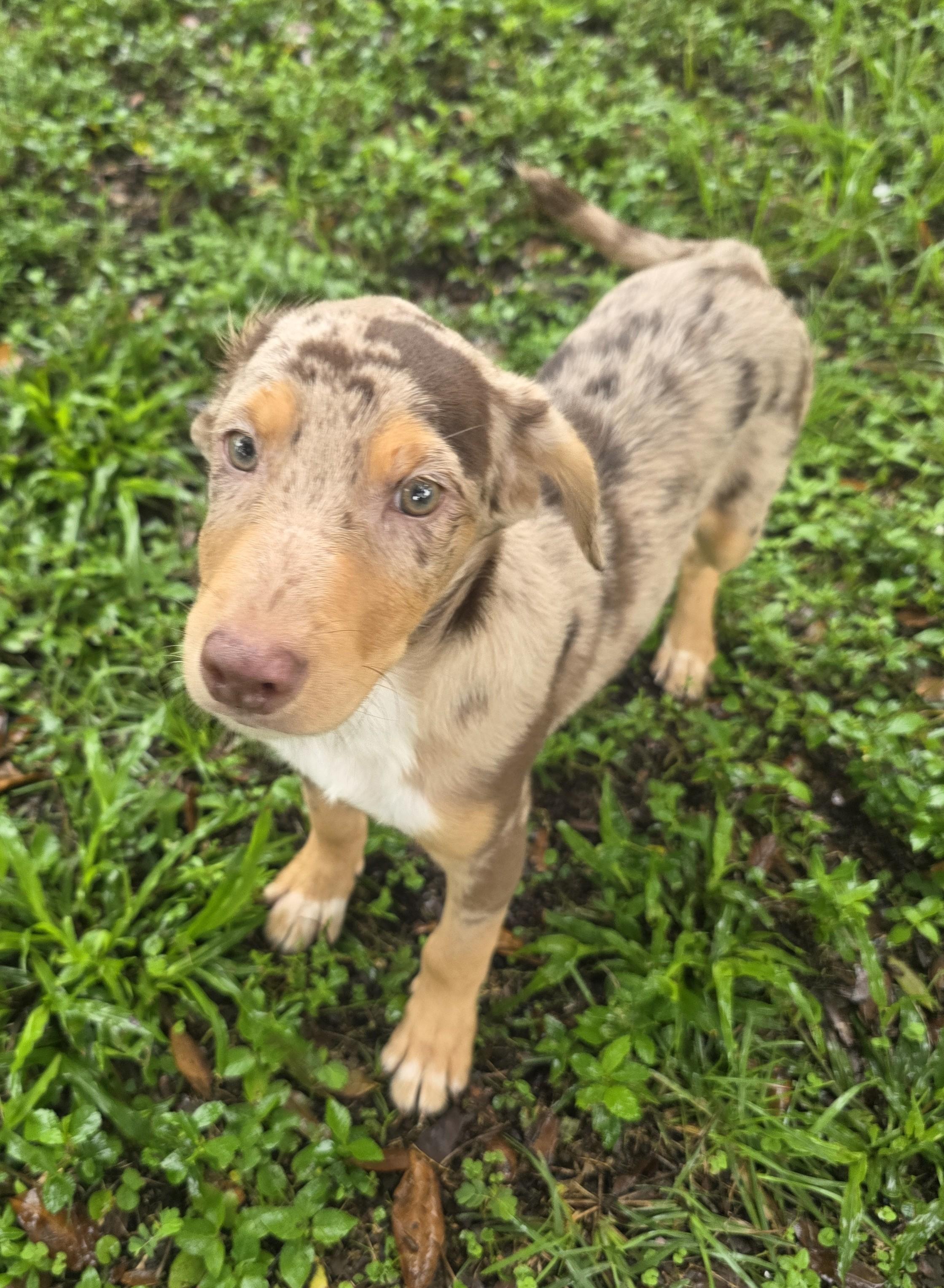 Enlarge Picasso, a Adopted mixed breed in Boca Raton, FL image 3/5