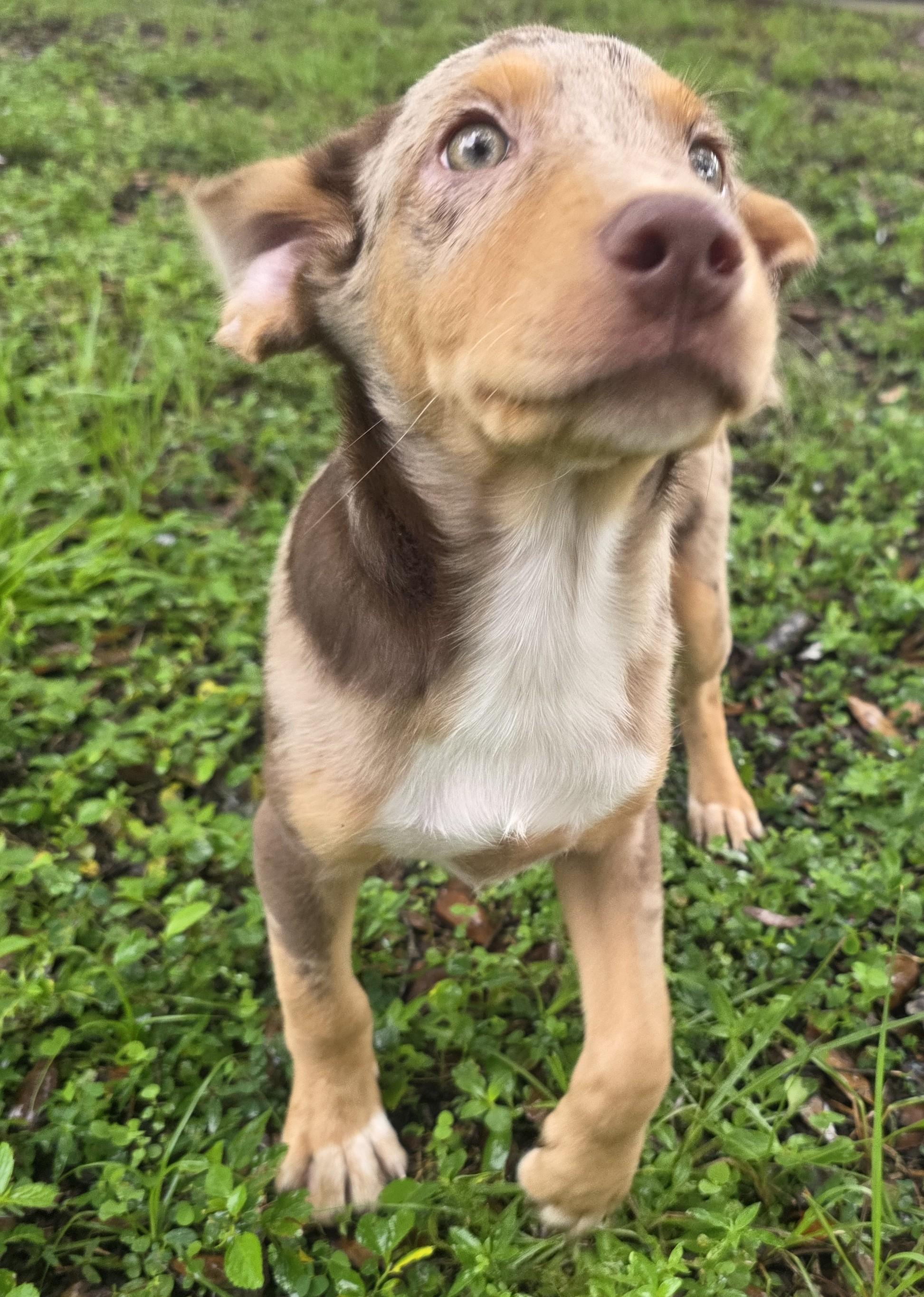 Enlarge Picasso, a Adopted mixed breed in Boca Raton, FL image 2/5