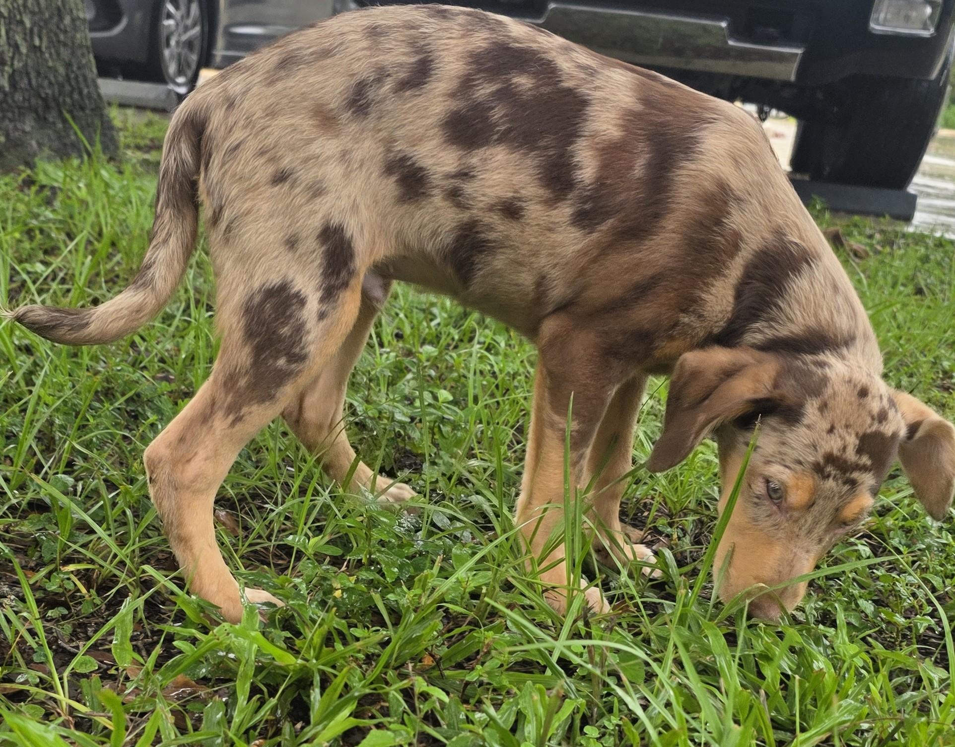 Enlarge Picasso, a Adopted mixed breed in Boca Raton, FL image 5/5