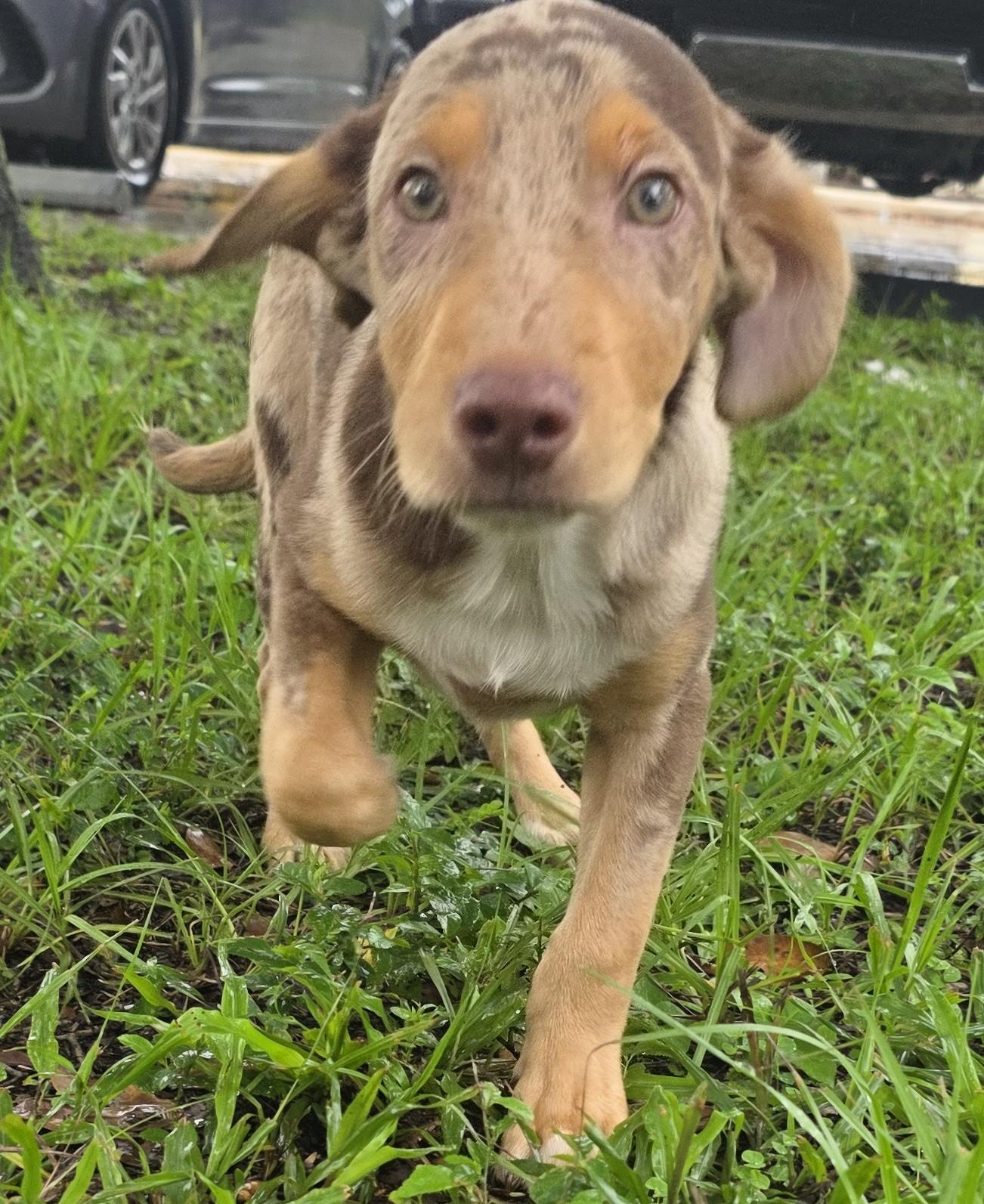 Enlarge Picasso, a Adopted mixed breed in Boca Raton, FL image 4/5