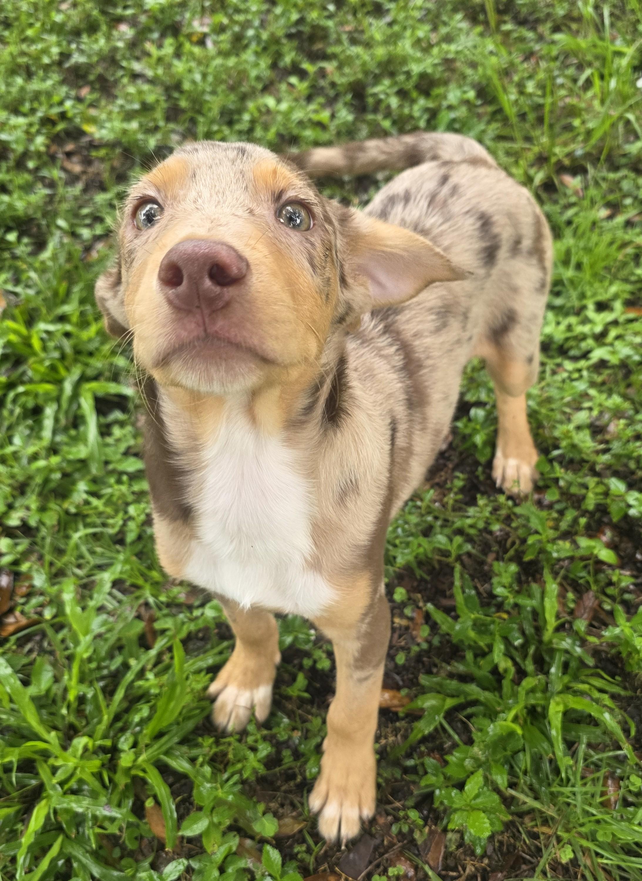Picasso, Adopted, Puppy Male Catahoula Leopard Dog.