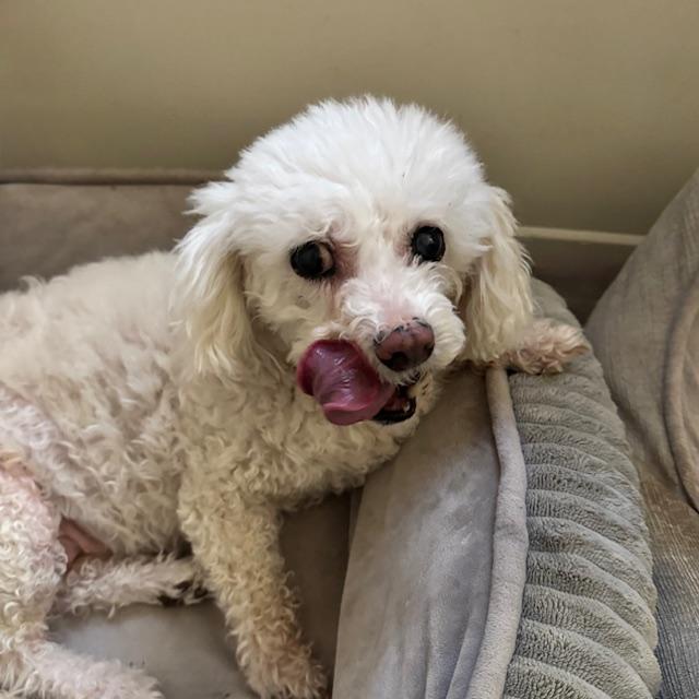 Enlarge Little Man (Bonded with Sadie), an adopted Chihuahua in Somerville, MA image 5/5