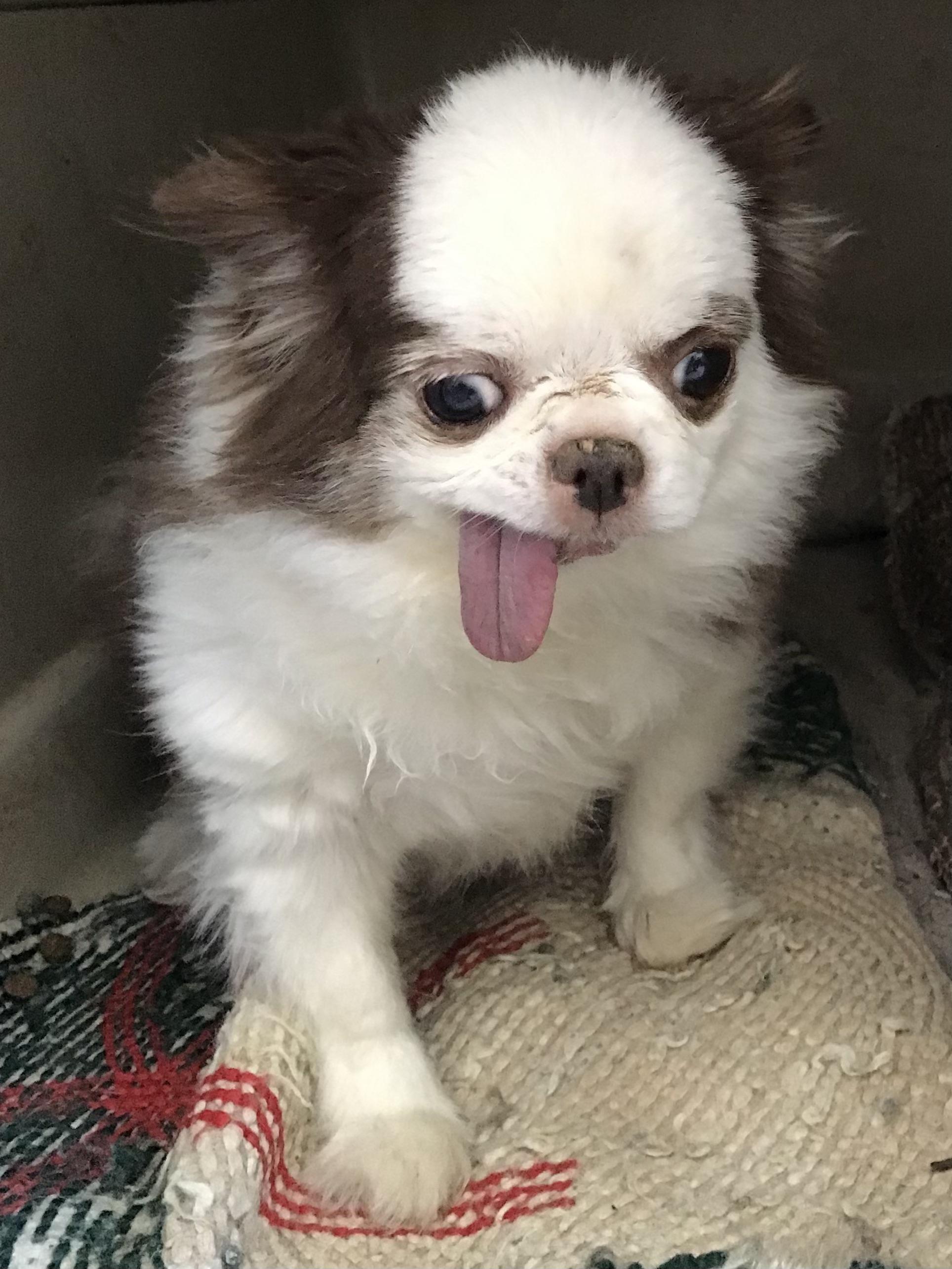 Enlarge Little Man (Bonded with Sadie), an adopted Chihuahua in Somerville, MA image 2/5