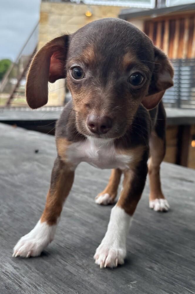 Enlarge Pumpkin, a Adoptable mixed breed in New Braunfels, TX image 1/1