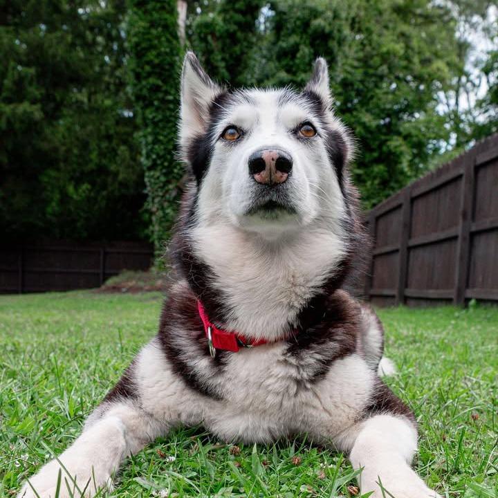 Memphis, a Adoptable Husky in Glenfield, NY image 1/6