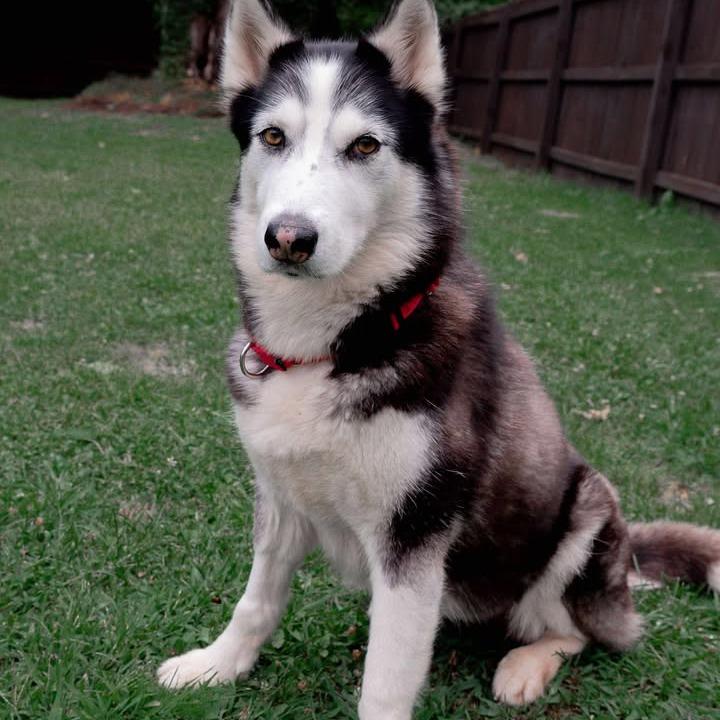 Memphis, a Adoptable Husky in Glenfield, NY image 2/6