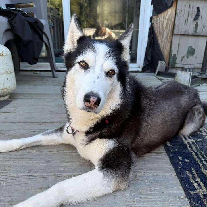 Memphis, a Adoptable Husky in Glenfield, NY image 3/6