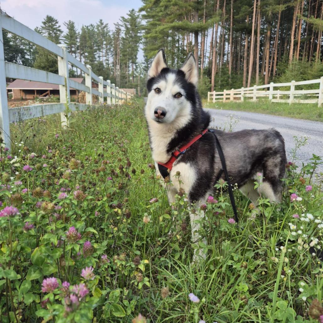 Memphis, a Adoptable Husky in Glenfield, NY image 4/6