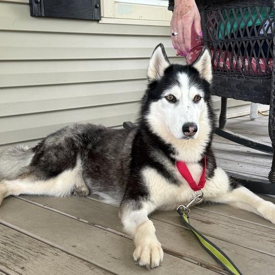 Memphis, a Adoptable Husky in Glenfield, NY image 5/6