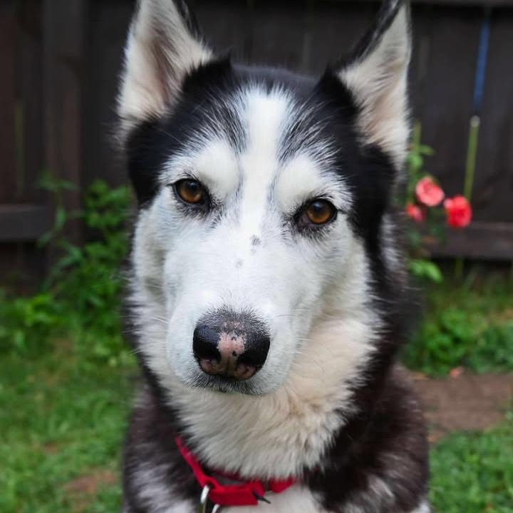 Memphis, a Adoptable Husky in Glenfield, NY image 6/6