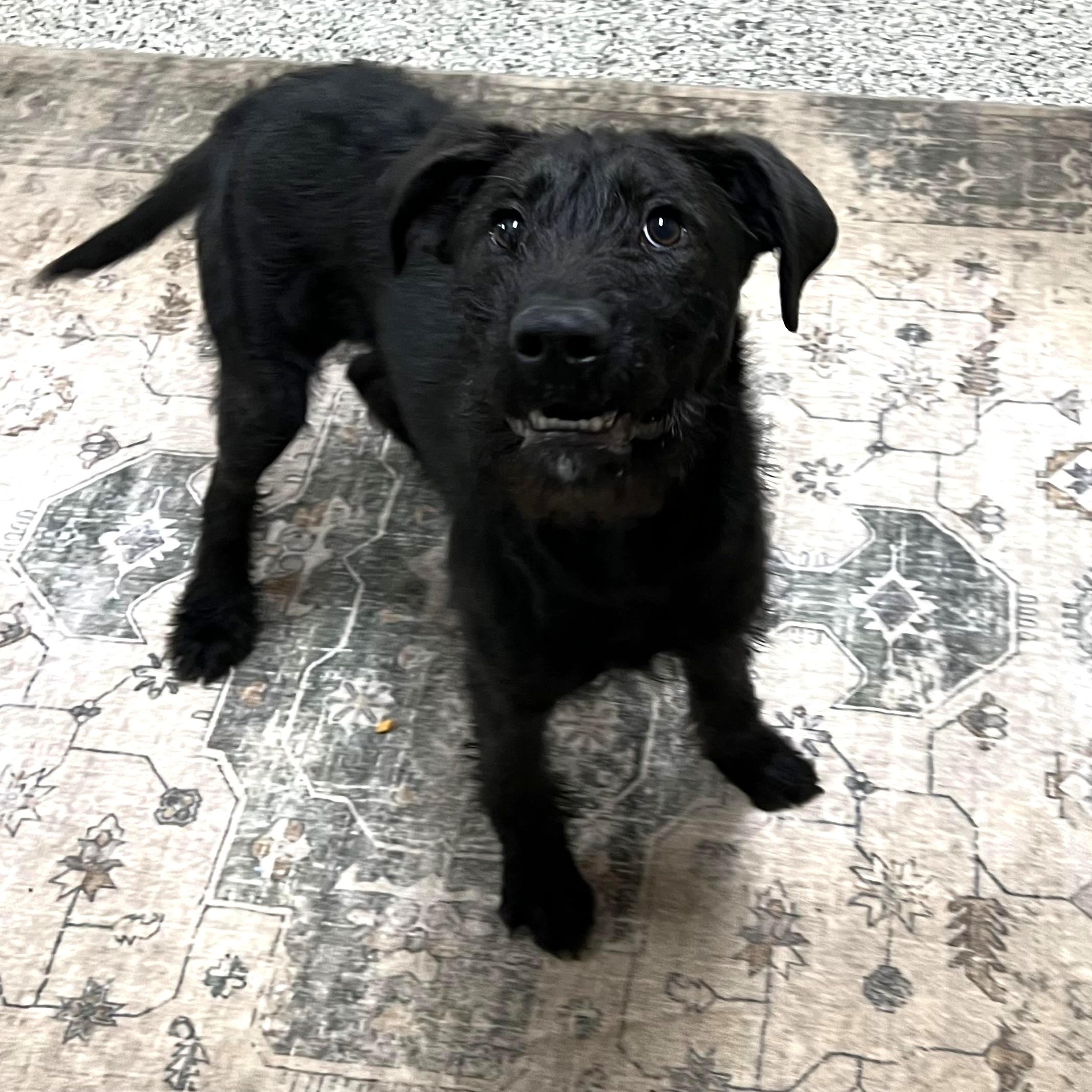 Enlarge Ember, an adopted mixed breed in Wilmington, OH image 1/4