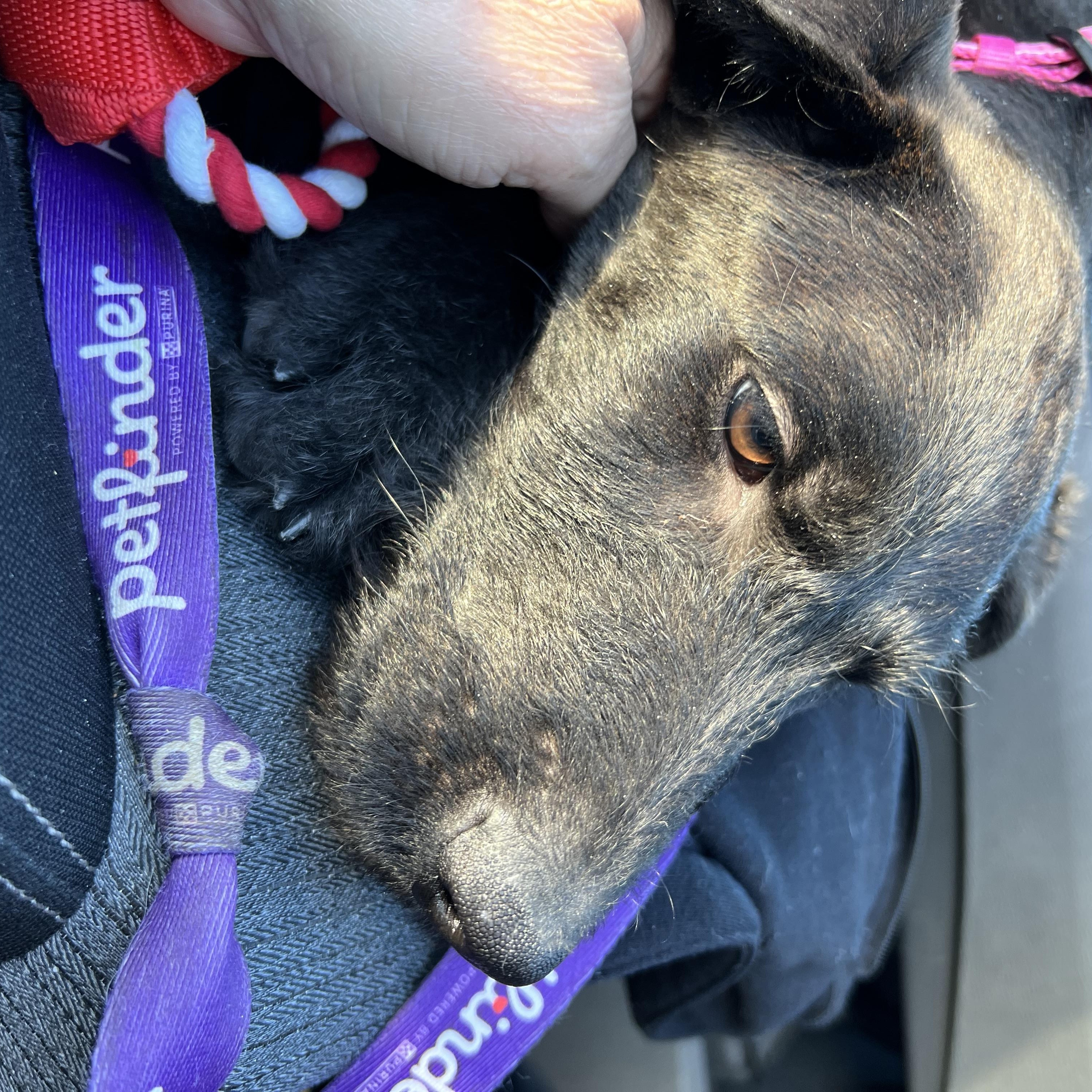 Enlarge Ember, an adopted mixed breed in Wilmington, OH image 3/4