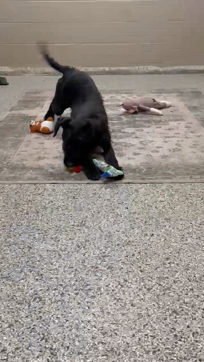 Enlarge Ember, an adopted mixed breed in Wilmington, OH video 4/4