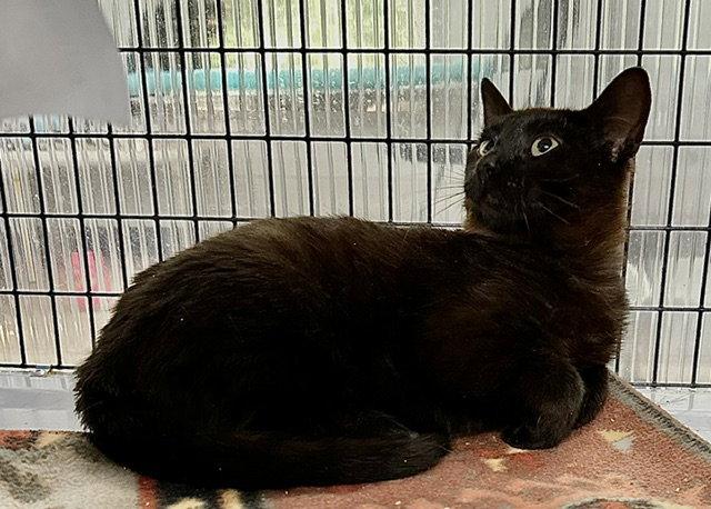Utah, Adoptable, Young Male Domestic Short Hair.