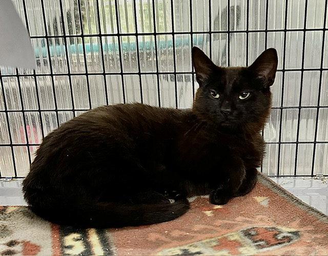 Enlarge Utah, a Adoptable Domestic Short Hair in Winton, NC image 2/3