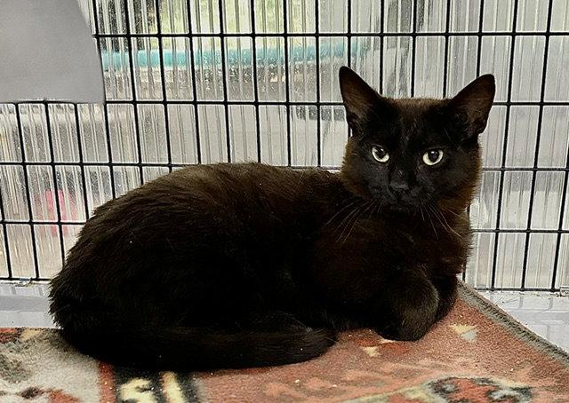 Enlarge Utah, a Adoptable Domestic Short Hair in Winton, NC image 3/3