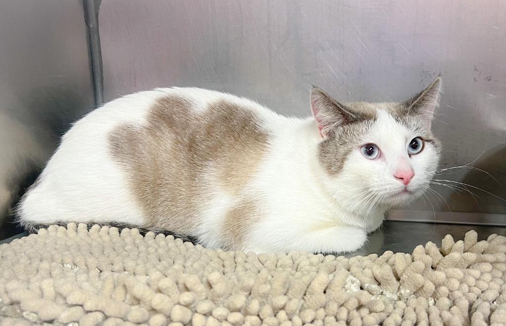 Enlarge Sensei, a Adoptable mixed breed in Murray, KY image 1/1