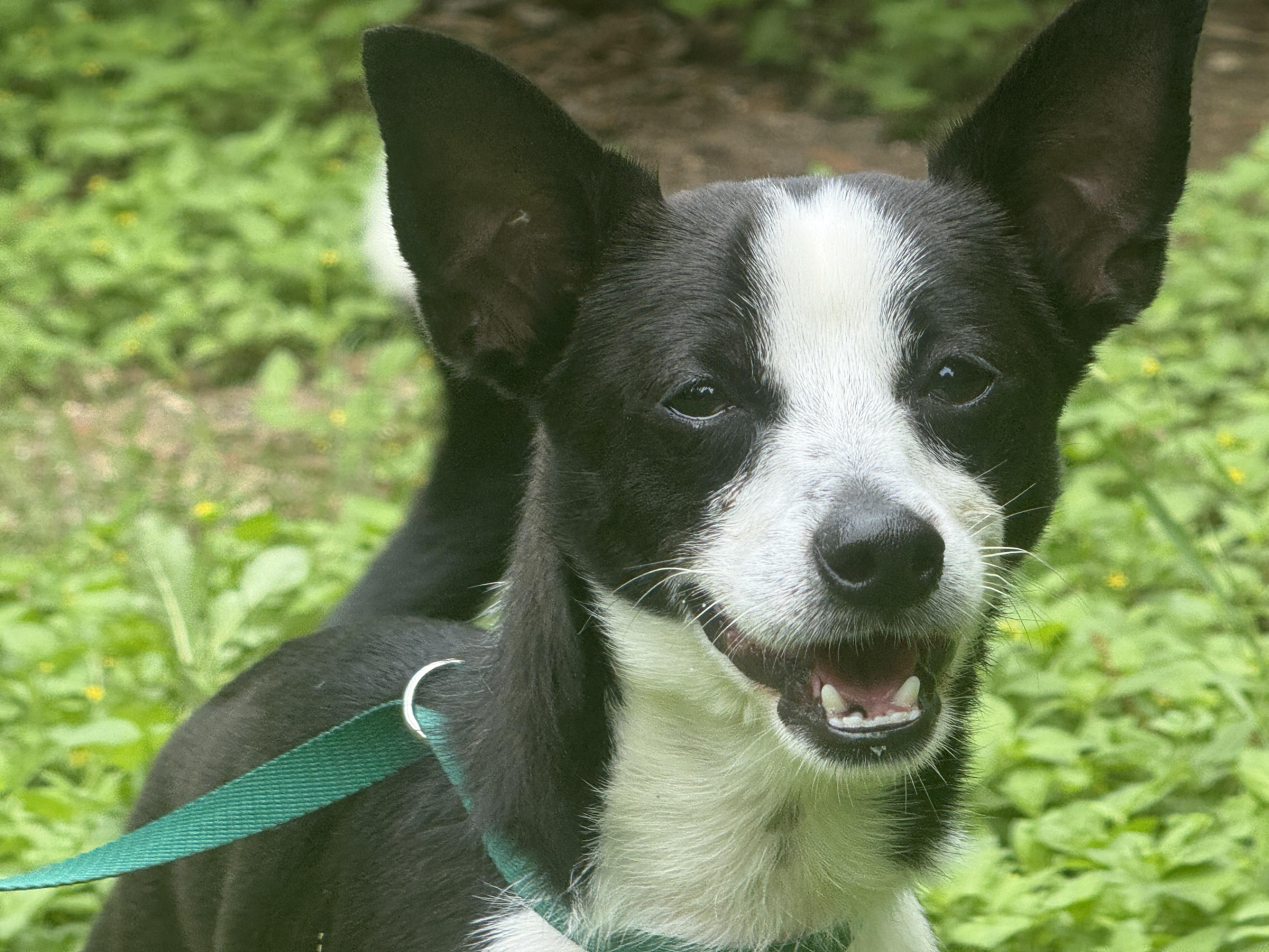 Hugo, ADOPTABLE, Young Male Chihuahua & Rat Terrier.