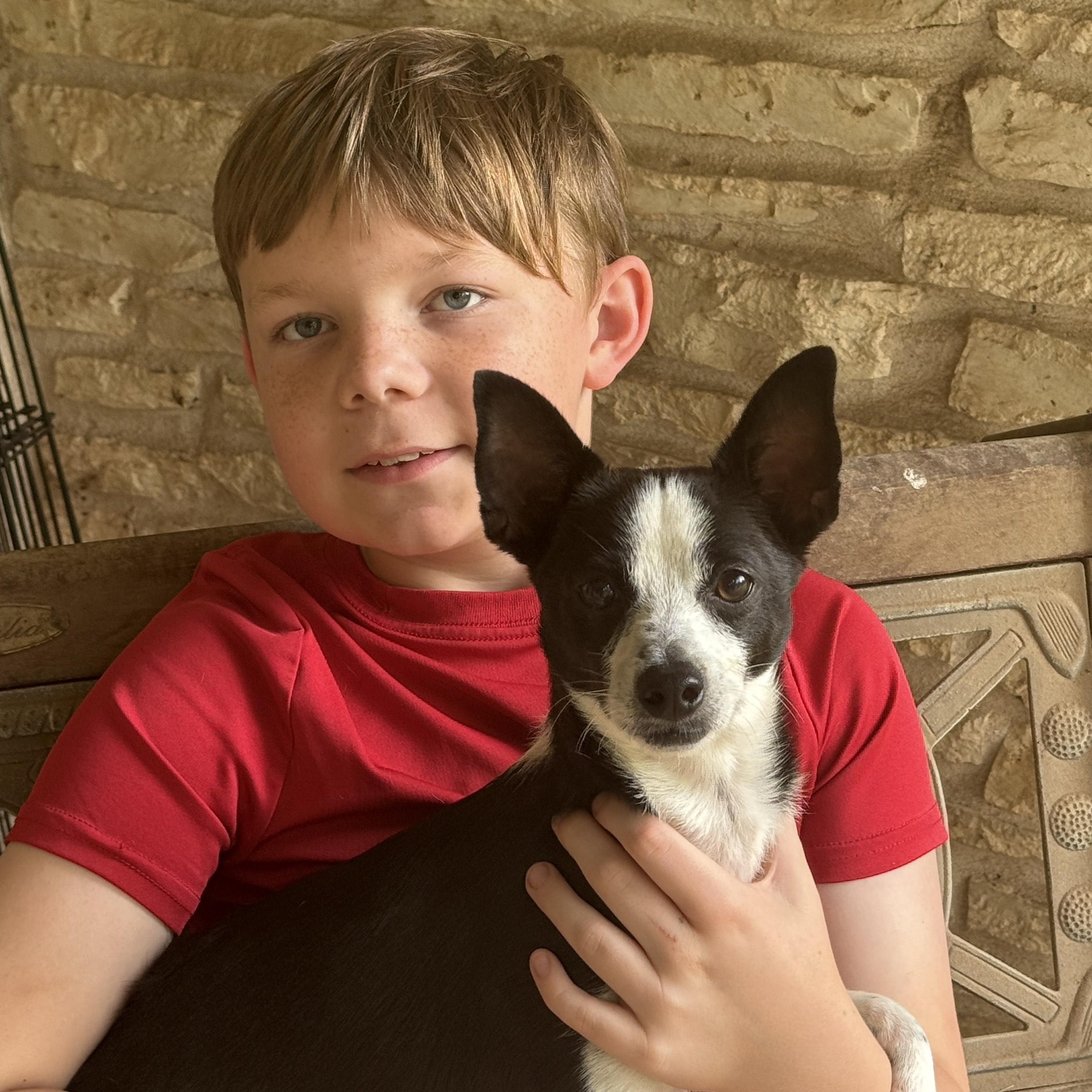 Hugo, a ADOPTABLE mixed breed in Round Rock, TX image 2/2
