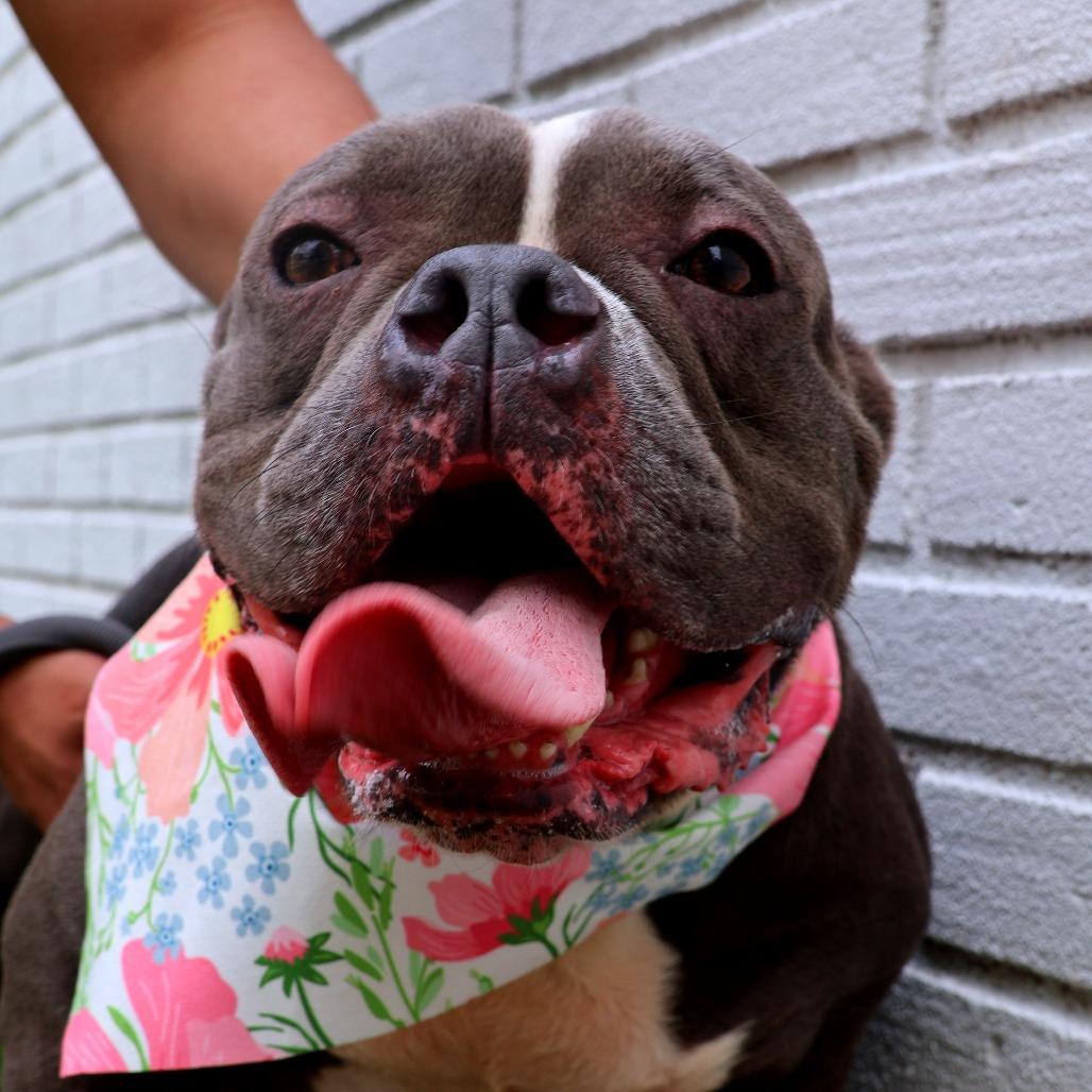 Enlarge Ms. Badu, a Adoptable Pit Bull Terrier in Newark, NJ image 1/6