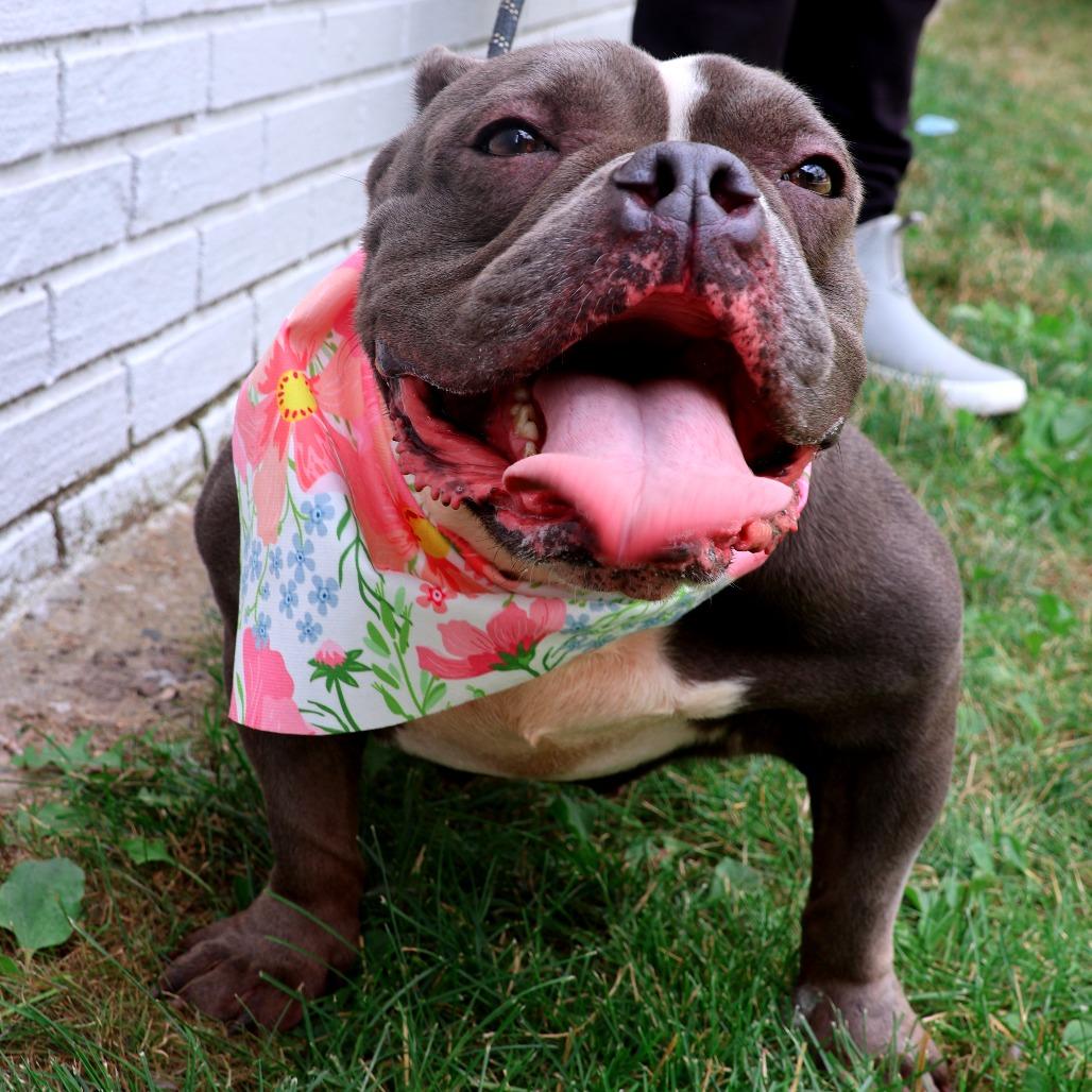 Enlarge Ms. Badu, a Adoptable Pit Bull Terrier in Newark, NJ image 2/6