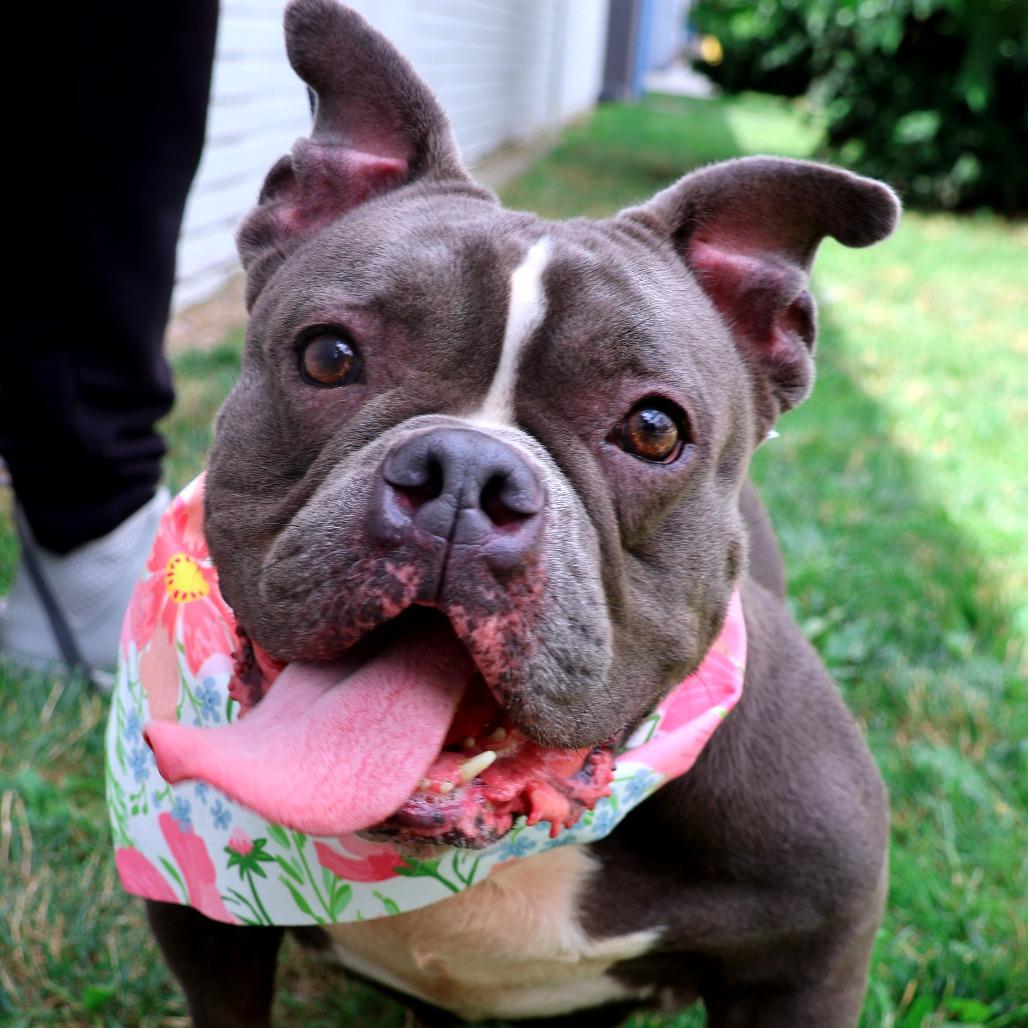 Enlarge Ms. Badu, a Adoptable Pit Bull Terrier in Newark, NJ image 3/6