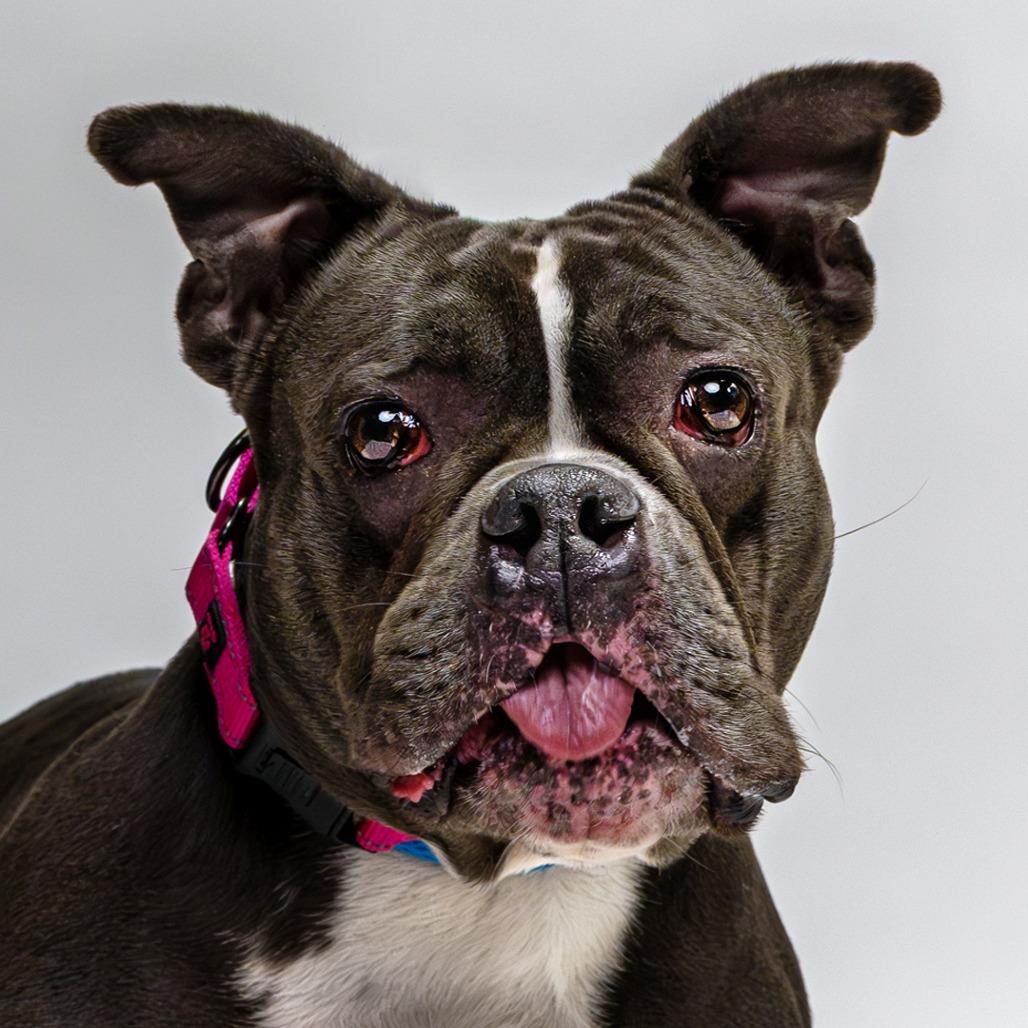 Enlarge Ms. Badu, a Adoptable Pit Bull Terrier in Newark, NJ image 5/6