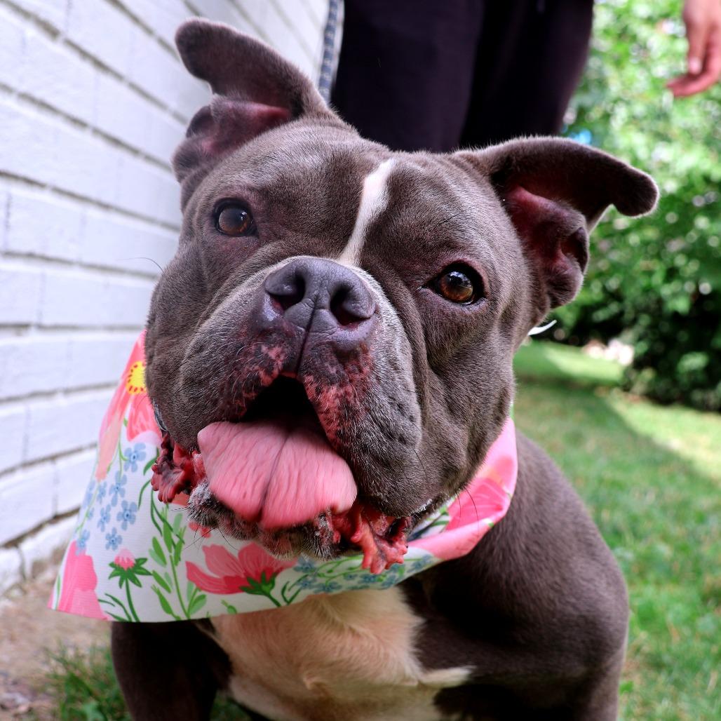 Enlarge Ms. Badu, a Adoptable Pit Bull Terrier in Newark, NJ image 6/6