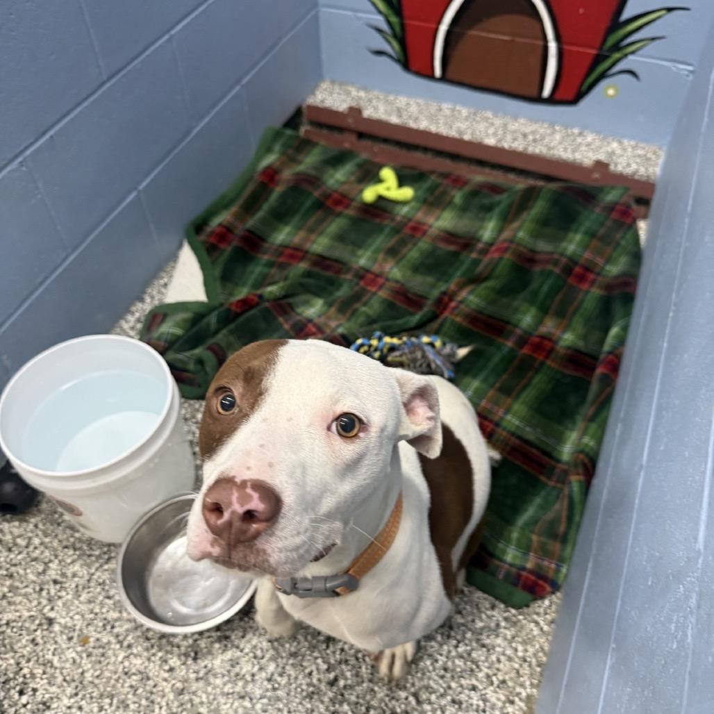 Enlarge Churro, a Adoptable American Staffordshire Terrier in Collinsville , OK image 1/1