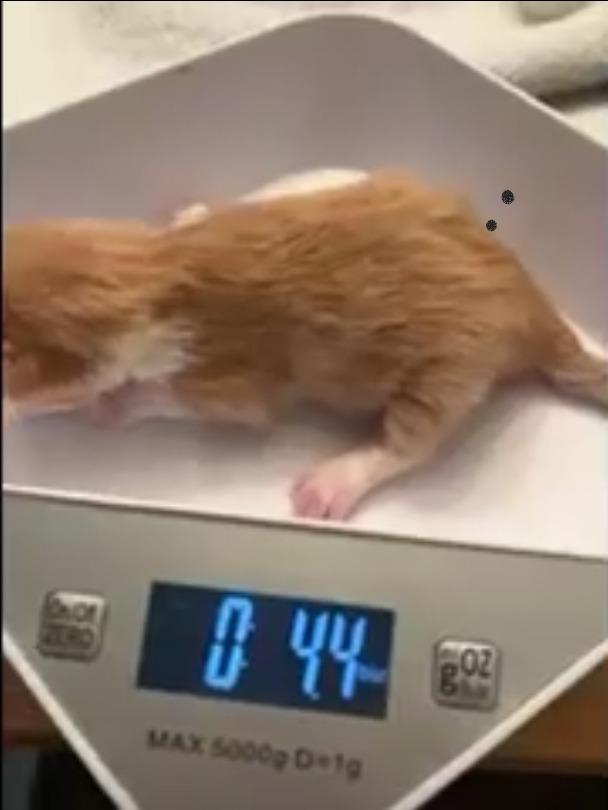 Auggie Bear, Adoptable, Kitten Male Domestic Short Hair.