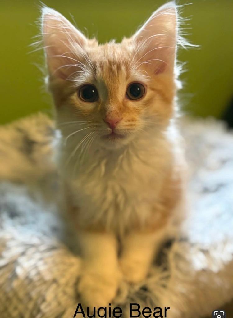 Enlarge Auggie Bear, a Adoptable mixed breed in Johnson City, TN image 2/5