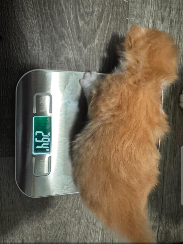 Enlarge Auggie Bear, a Adoptable mixed breed in Johnson City, TN image 3/5