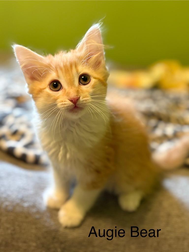 Enlarge Auggie Bear, a Adoptable mixed breed in Johnson City, TN image 4/5